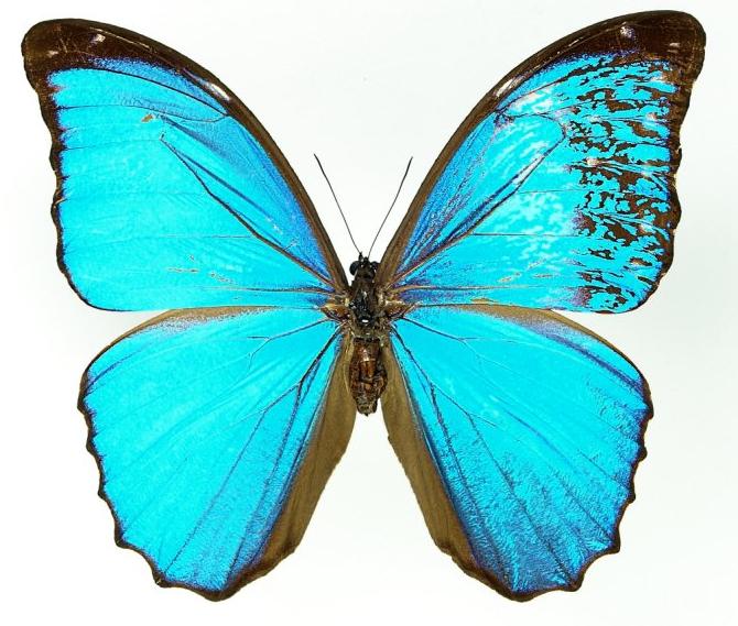 Morpho menelaus (mosaic gynandromorph) (Internet Image property of respective owner, non-commercial use only)